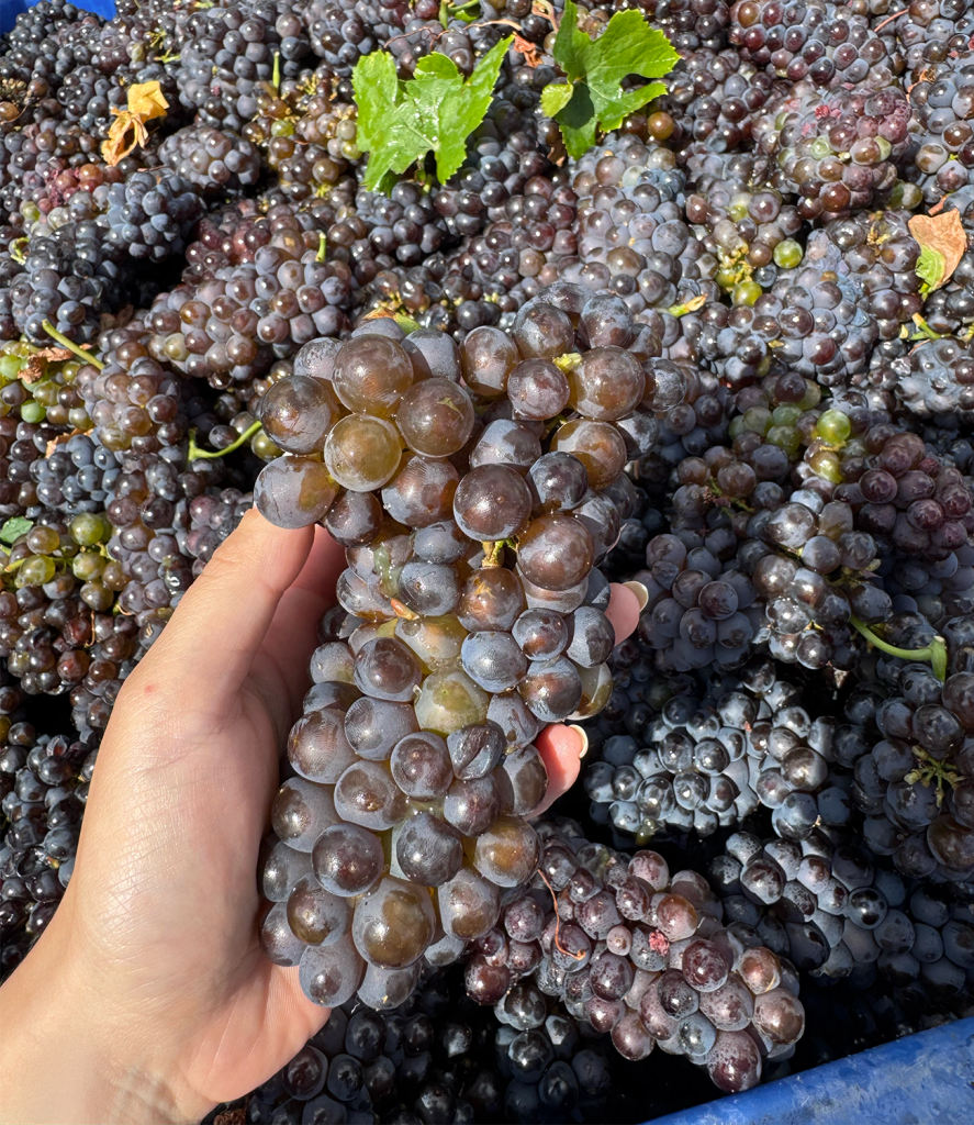 Harvest 2026
